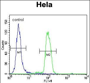 FC - MAPK14 Antibody (C-term) AP7546b